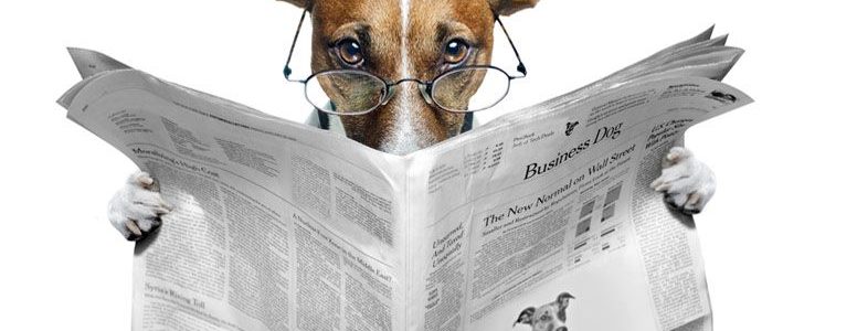chien à lunettes lisant son journal